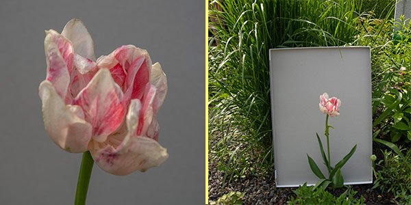 Blütenportraits ohne Software