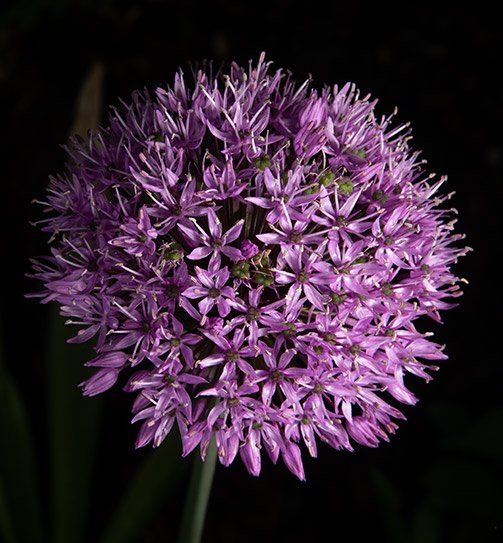 Allium im Blitzlicht